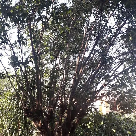Nuraghes Panzió Olbia